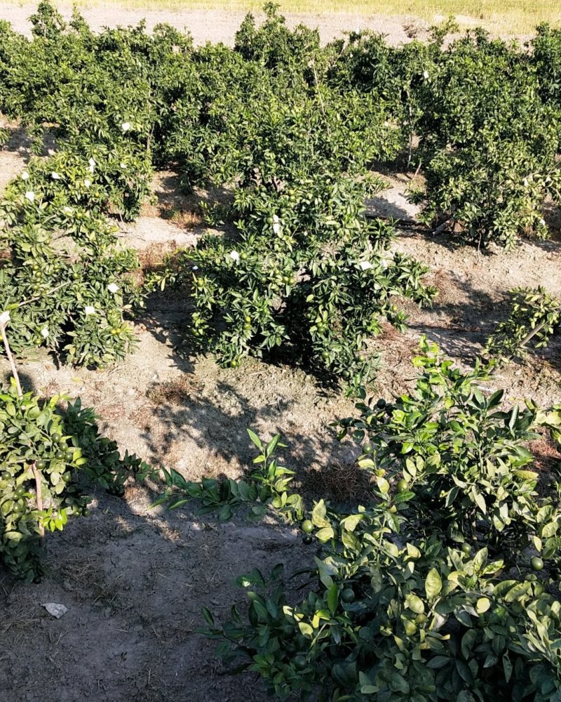 推荐大分蜜橘产地实拍诚信合作入口化渣诚招全国桔子采购商