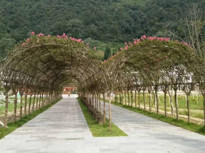 紫薇长廊造型价格多少，紫薇长廊造型基地实拍