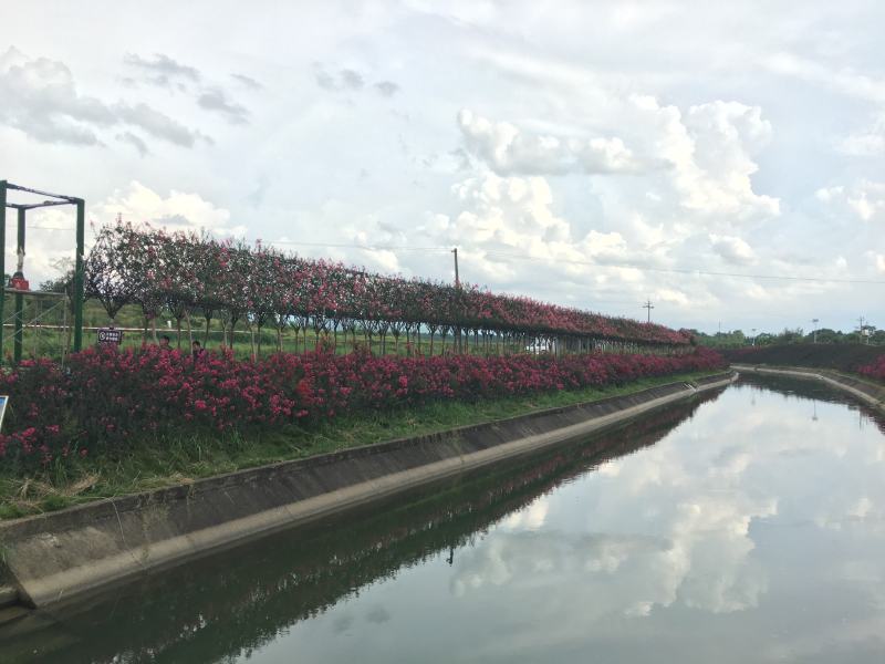 紫薇长廊造型价格多少，紫薇长廊造型基地实拍