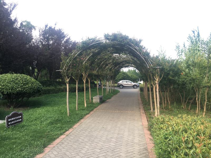 紫薇长廊造型价格多少，紫薇长廊造型基地实拍