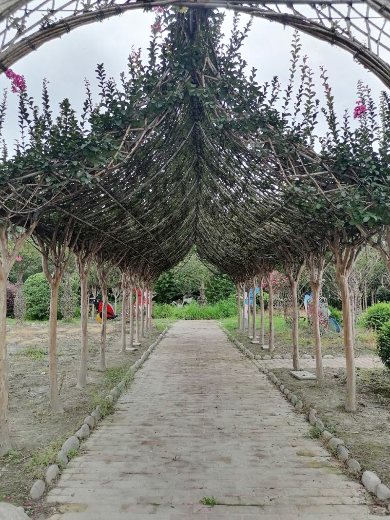 紫薇长廊造型价格多少，紫薇长廊造型基地实拍