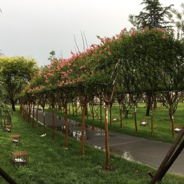 紫薇长廊造型价格多少，紫薇长廊造型基地实拍