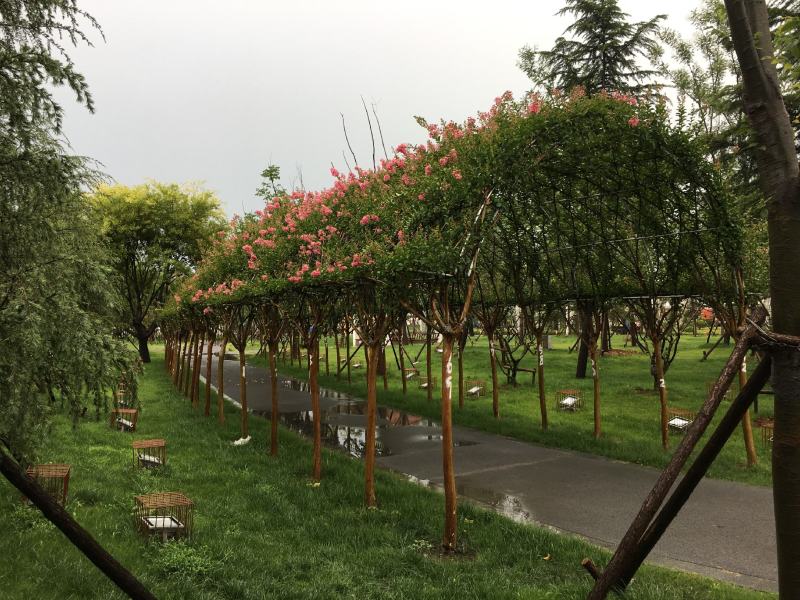 紫薇长廊造型价格多少，紫薇长廊造型基地实拍