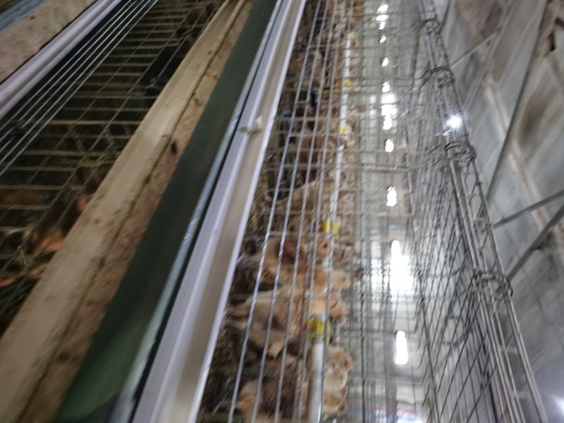 青脚土鸡苗，改良红瑶，快大麻鸡，脱温鸡货源稳定