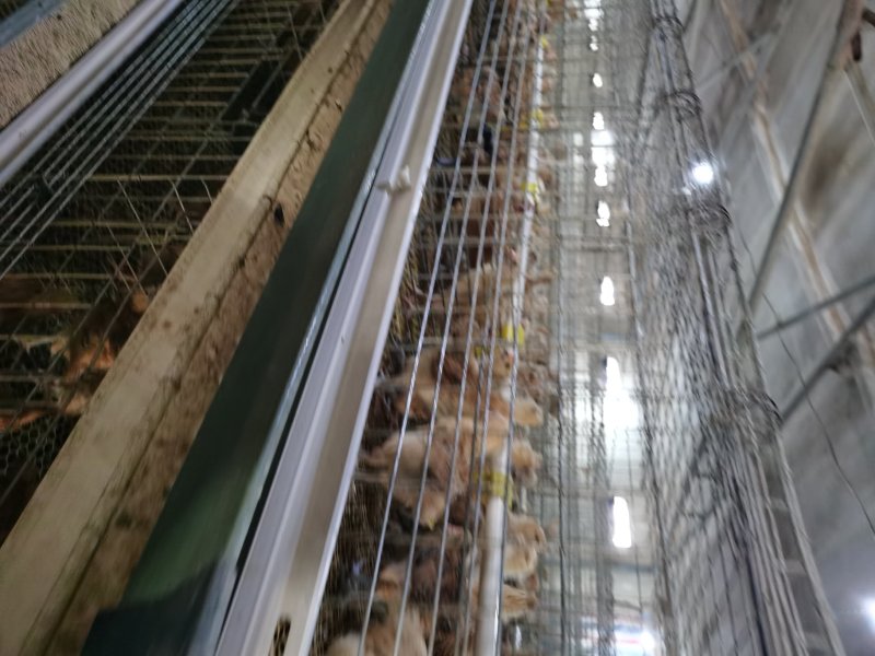 青脚土鸡苗，改良红瑶，快大麻鸡，脱温鸡货源稳定