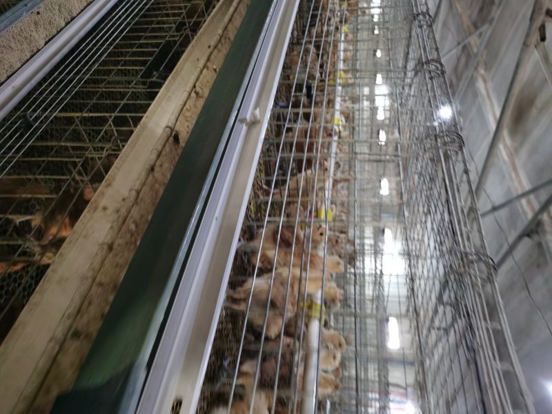 青脚土鸡苗，改良红瑶，快大麻鸡，脱温鸡货源稳定
