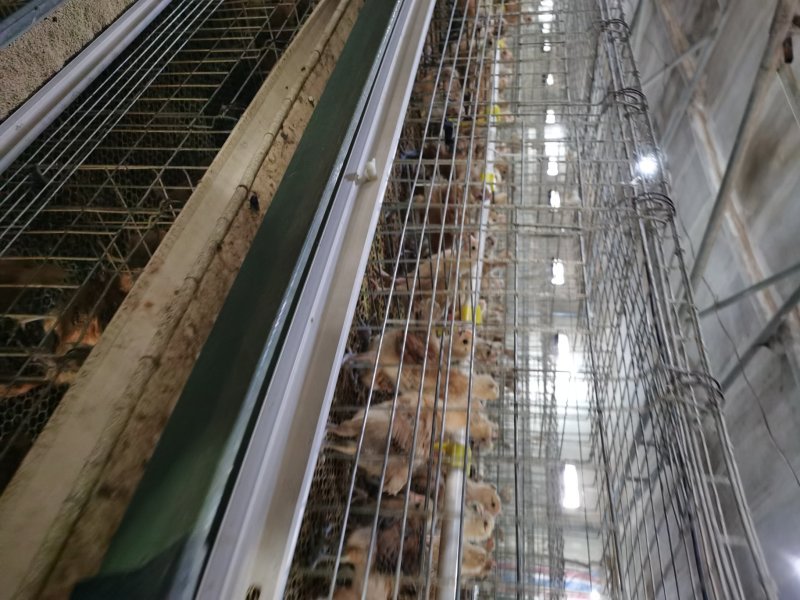 青脚土鸡苗，改良红瑶，快大麻鸡，脱温鸡货源稳定