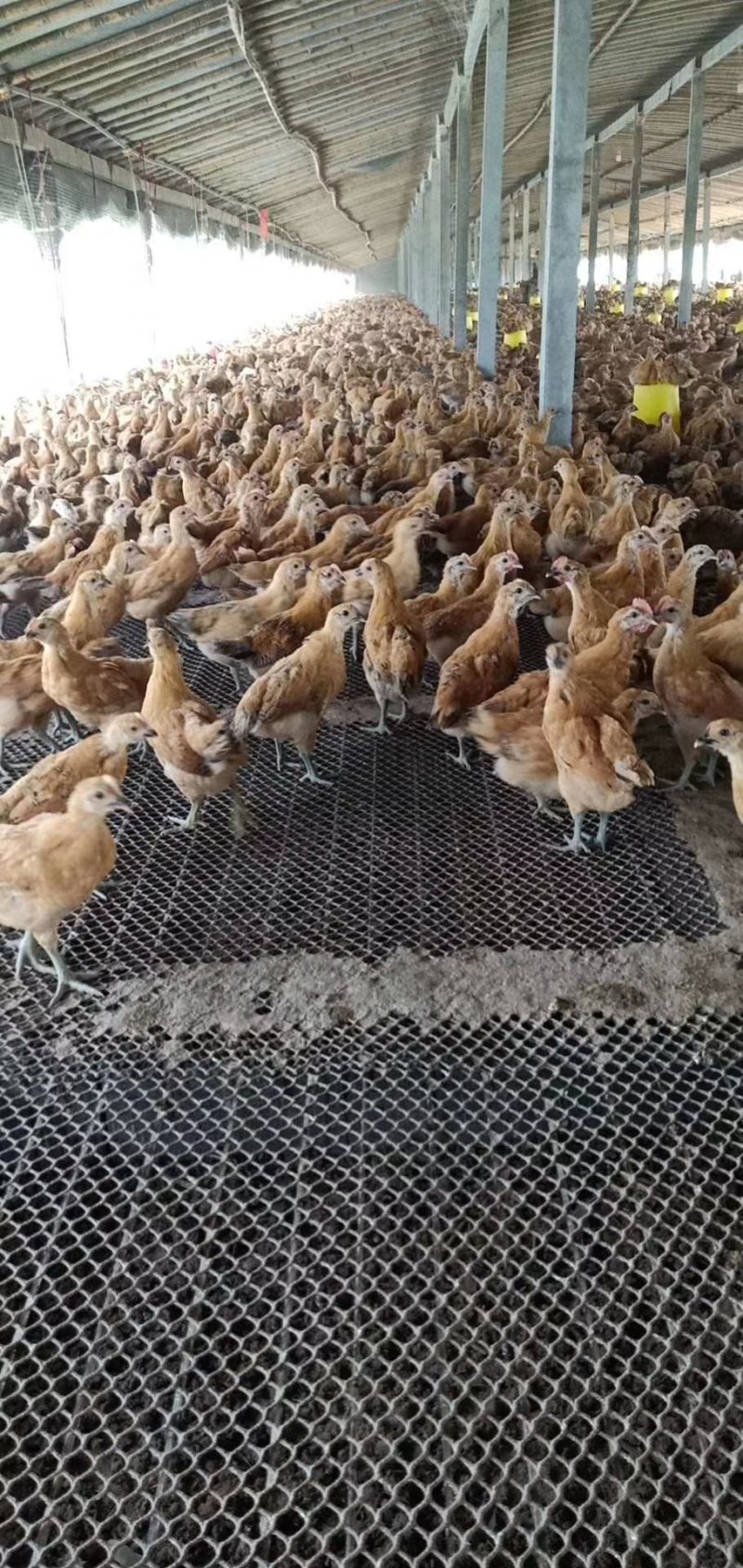 青脚土鸡苗，改良红瑶，快大麻鸡，脱温鸡货源稳定