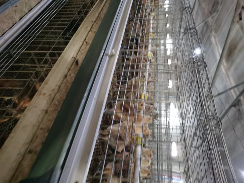 青脚土鸡苗，改良红瑶，快大麻鸡，脱温鸡货源稳定