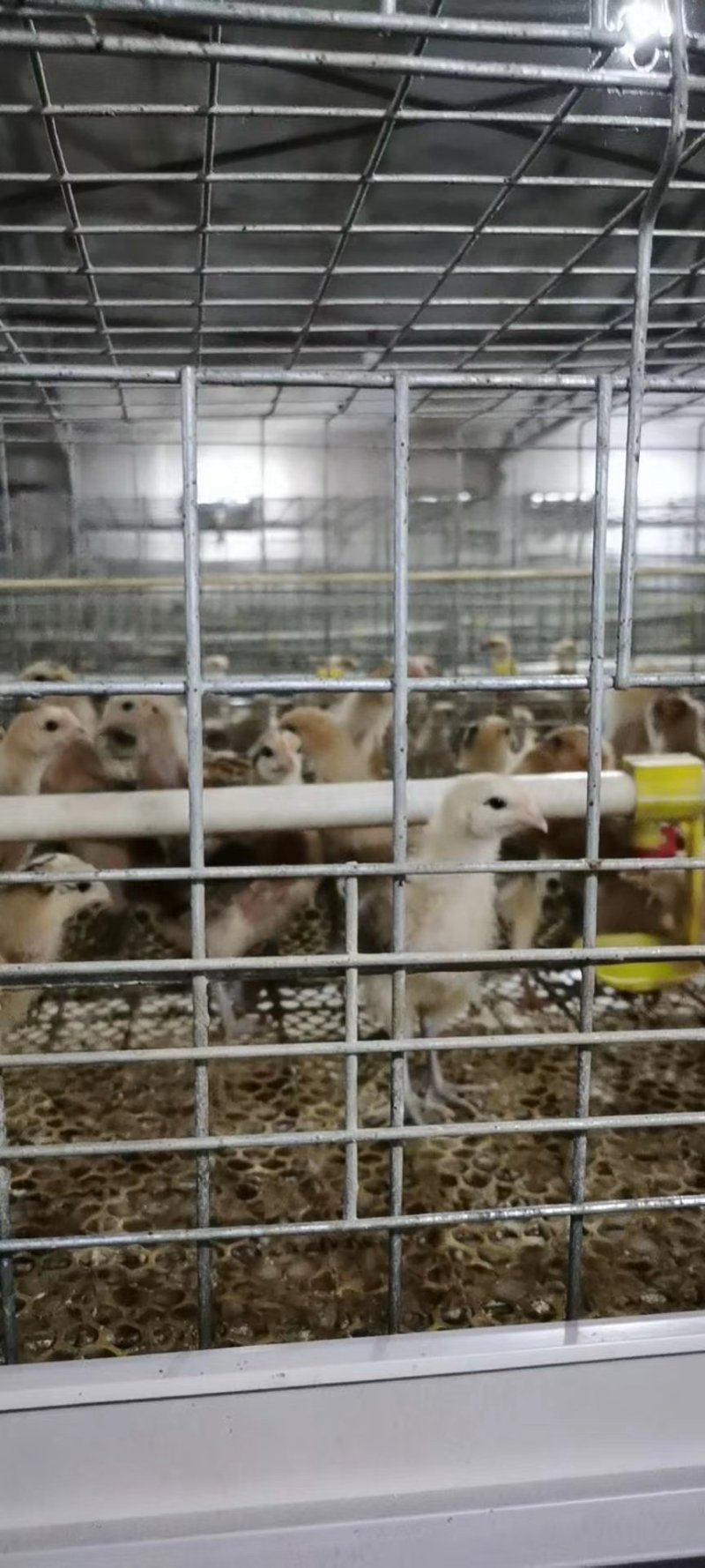 豫苏皖重点土鸡孵化基地，大量出售脱温鸡苗，土鸡苗