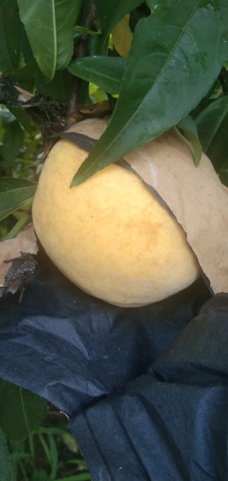 黄桃预售