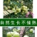 潮汕油甘果新鲜当季水果金灶产地批发适合生吃泡酒煲汤