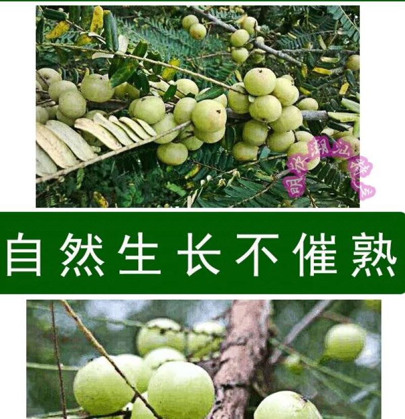 潮汕油甘果新鲜当季水果金灶产地批发适合生吃泡酒煲汤