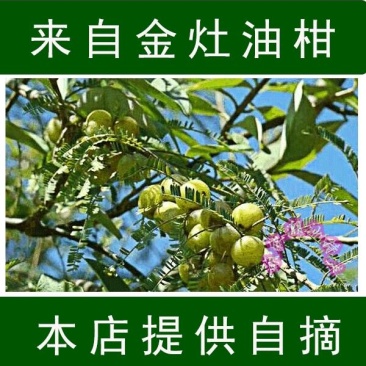 潮汕油甘果新鲜当季水果金灶产地批发适合生吃泡酒煲汤