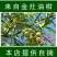 潮汕油甘果新鲜当季水果金灶产地批发适合生吃泡酒煲汤