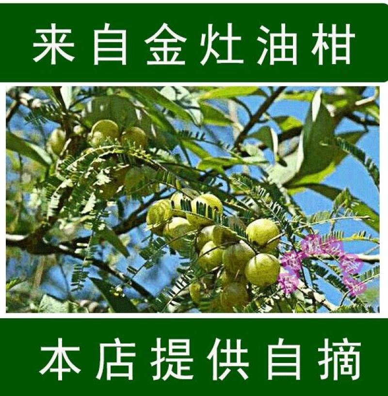 潮汕油甘果新鲜当季水果金灶产地批发适合生吃泡酒煲汤
