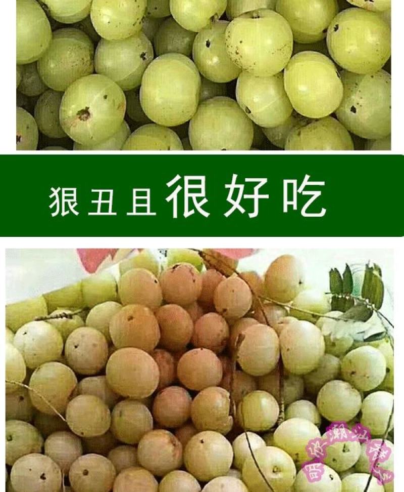 潮汕油甘果新鲜当季水果金灶产地批发适合生吃泡酒煲汤