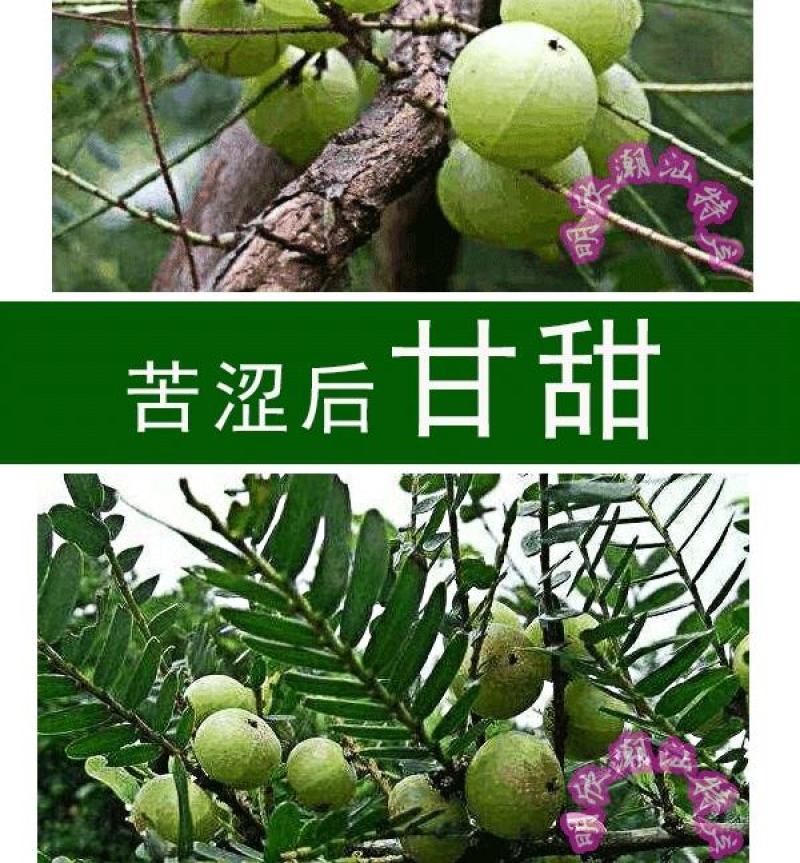 潮汕油甘果新鲜当季水果金灶产地批发适合生吃泡酒煲汤