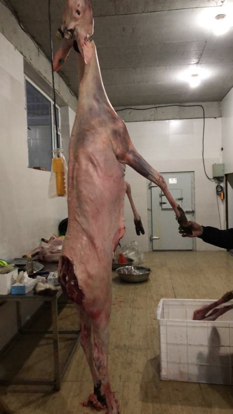 老御头正宗新鲜梅花鹿筋.鲜鹿肉鹿排骨顺丰空运48小时到货