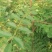 大红袍花椒苗高产味道纯正苗圃园现挖现发货
