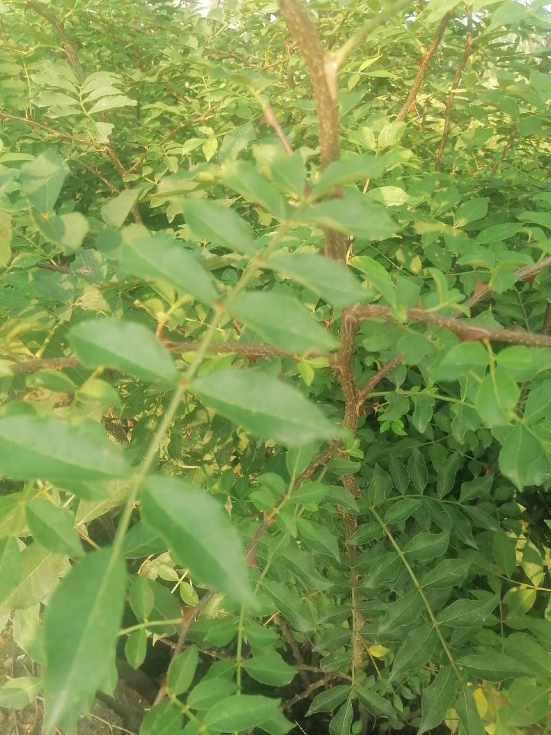 大红袍花椒苗高产味道纯正苗圃园现挖现发货