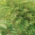 大红袍花椒苗高产味道纯正苗圃园现挖现发货