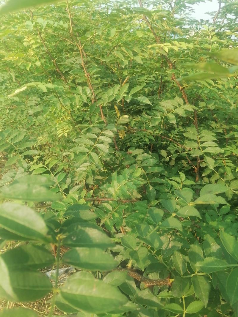 大红袍花椒苗高产味道纯正苗圃园现挖现发货