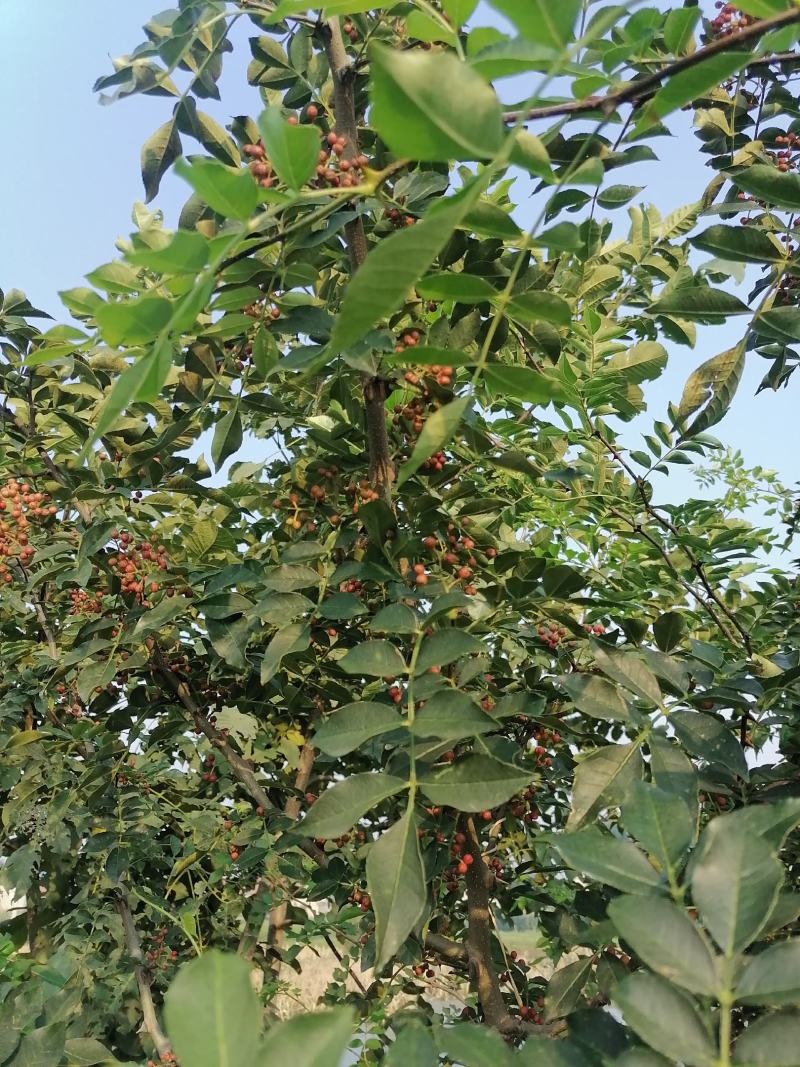 大红袍花椒苗高产味道纯正苗圃园现挖现发货