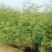 大红袍花椒苗高产味道纯正苗圃园现挖现发货