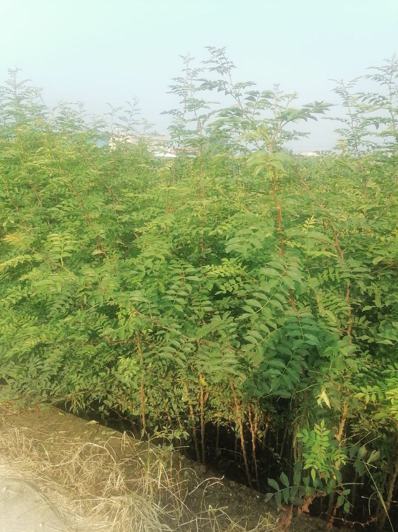 大红袍花椒苗高产味道纯正苗圃园现挖现发货
