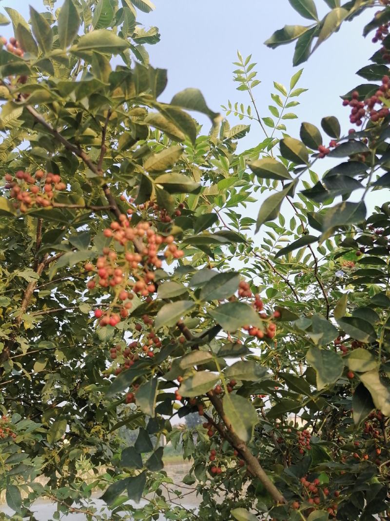 大红袍花椒苗高产味道纯正苗圃园现挖现发货