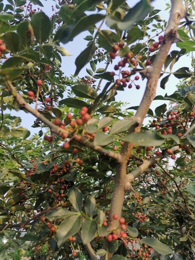 大红袍花椒苗高产味道纯正苗圃园现挖现发货