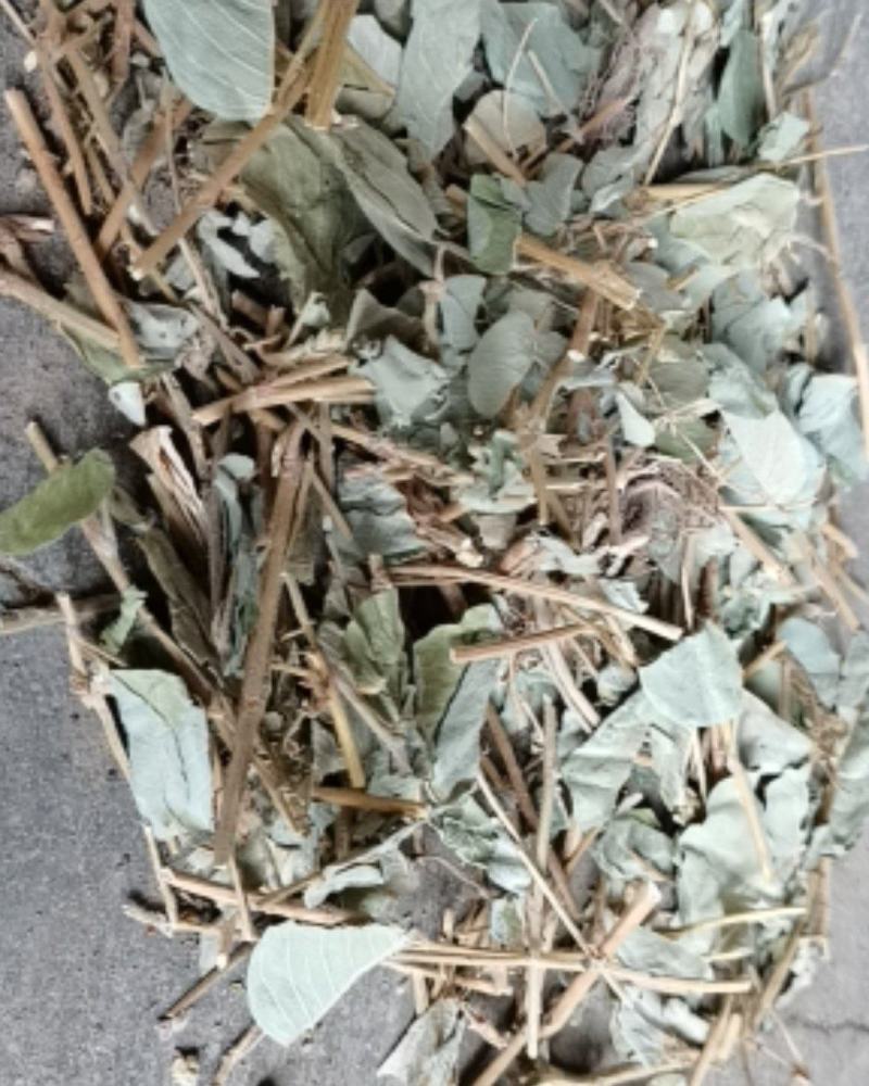 广金钱草各种规格，大量低价供货，基地直供，一手货源