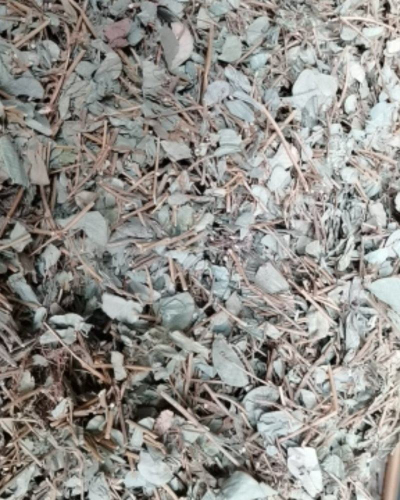 广金钱草各种规格，大量低价供货，基地直供，一手货源