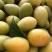 潮汕青橄榄新鲜当季水果金灶产地批发适合生吃泡酒腌制