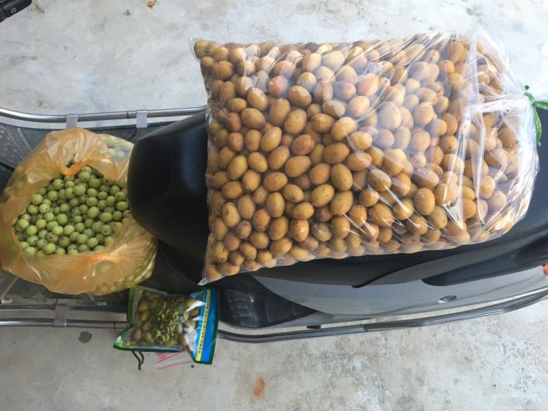 潮汕青橄榄新鲜当季水果金灶产地批发适合生吃泡酒腌制