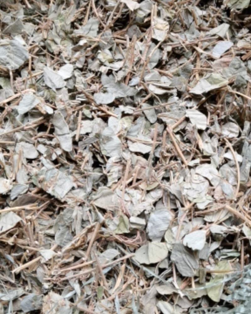 广金钱草各种规格，大量低价供货，基地直供，一手货源