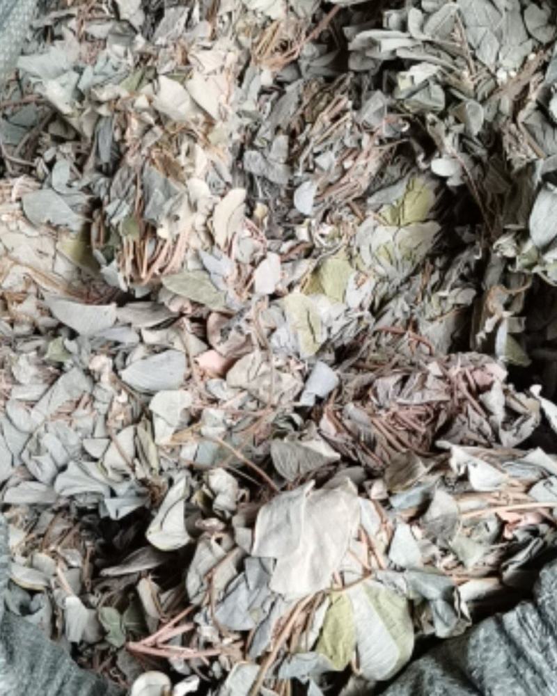 广金钱草各种规格，大量低价供货，基地直供，一手货源