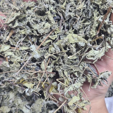 溪黄草溪黄茶全干无硫