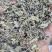 溪黄草溪黄茶全干无硫