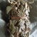 广金钱草各种规格，大量低价供货，基地直供，一手货源