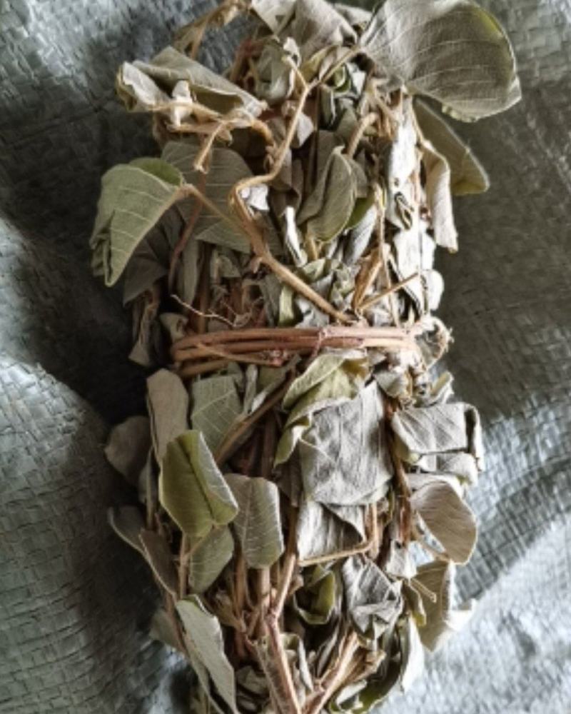广金钱草各种规格，大量低价供货，基地直供，一手货源