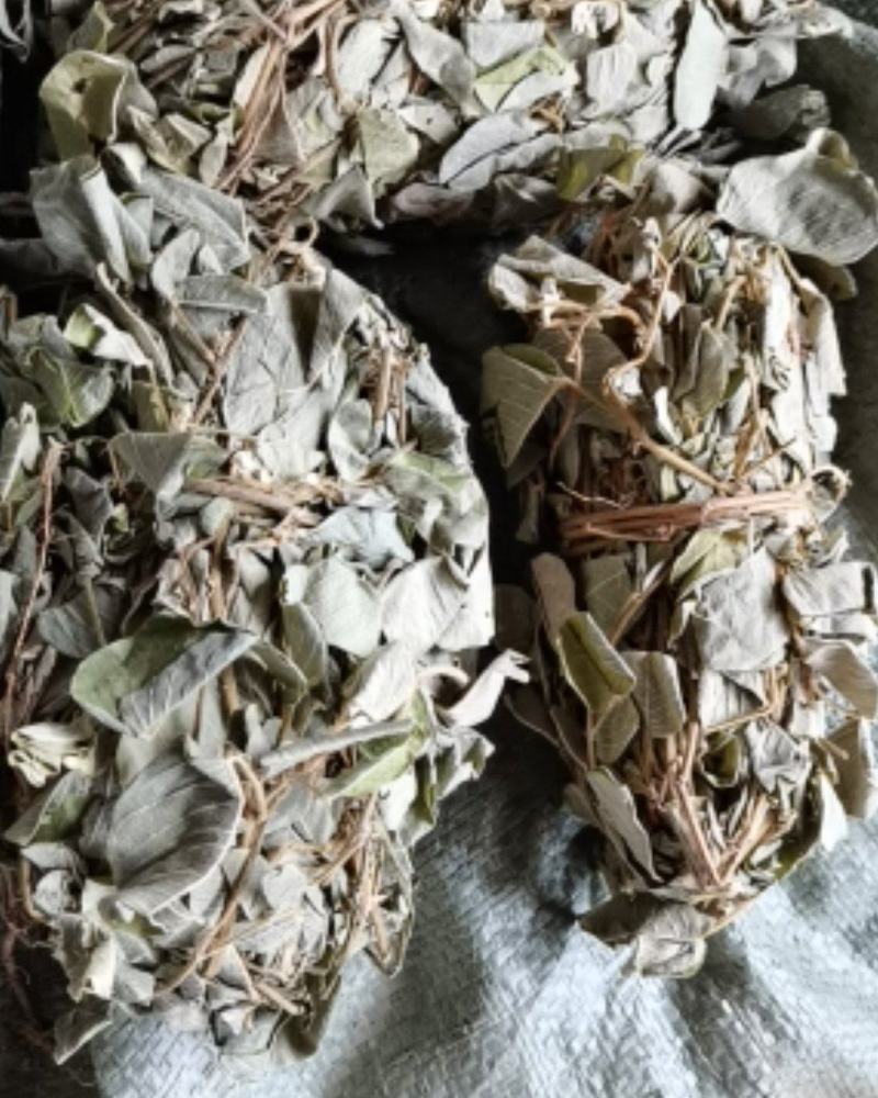 广金钱草各种规格，大量低价供货，基地直供，一手货源