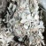 广金钱草各种规格，大量低价供货，基地直供，一手货源