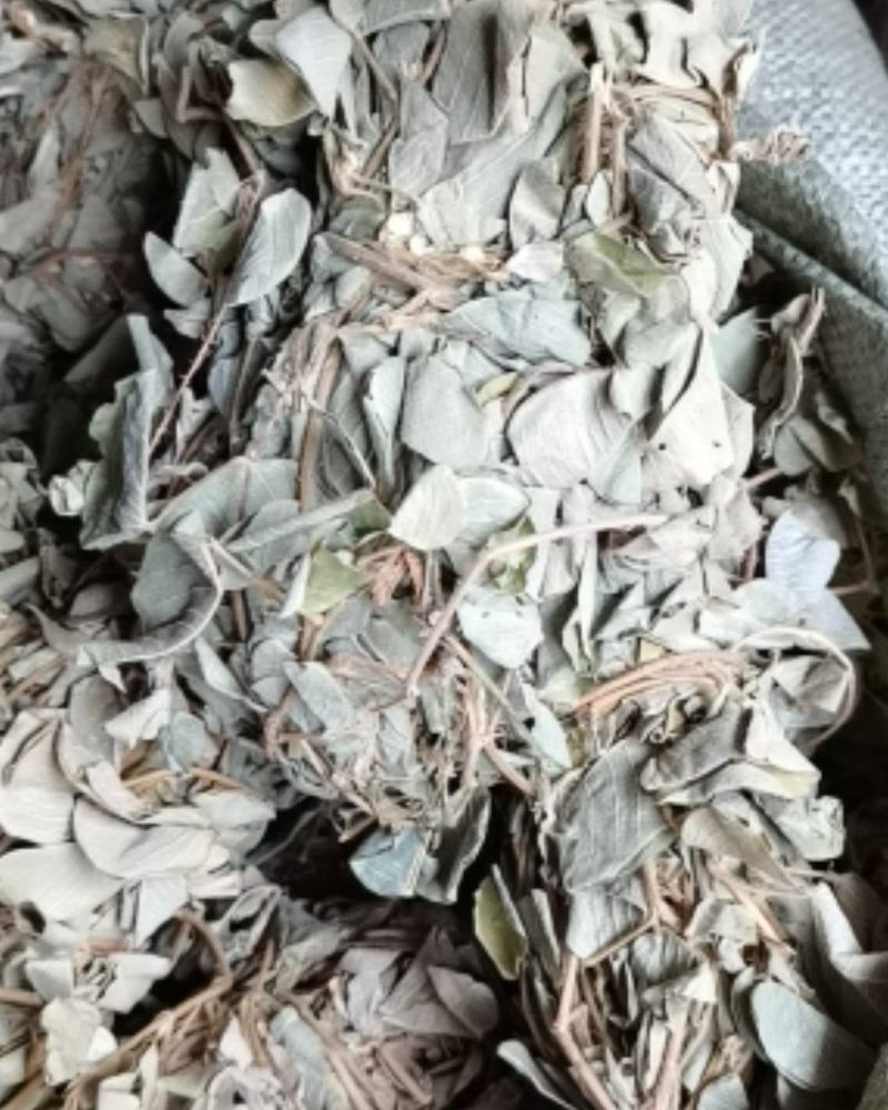 广金钱草各种规格，大量低价供货，基地直供，一手货源