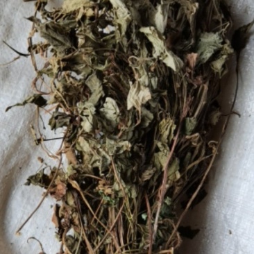 鱼腥草各种规格场地直供