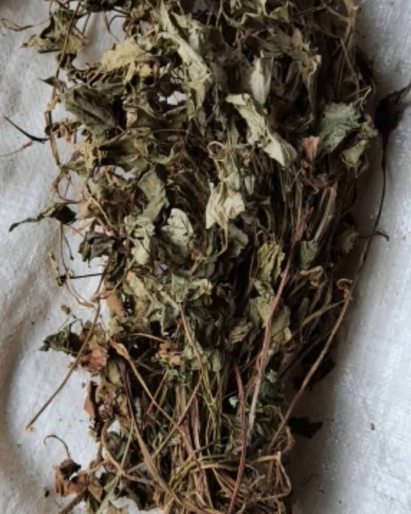 鱼腥草各种规格场地直供