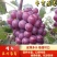 【推荐】葡萄巨峰葡萄软枝大粒口感甜果形好量小勿扰