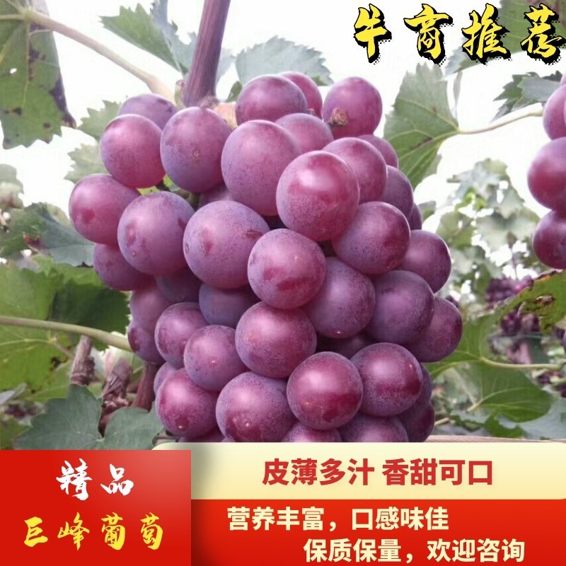 【推荐】葡萄巨峰葡萄软枝大粒口感甜果形好量小勿扰