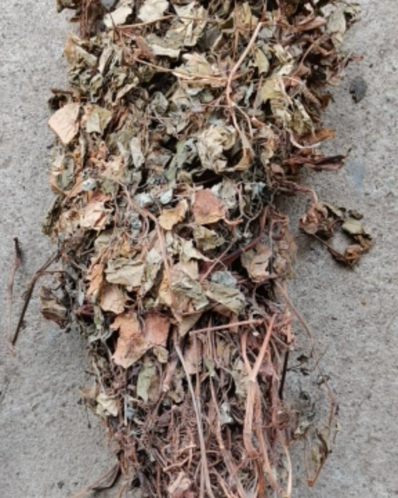 鱼腥草各种规格场地直供